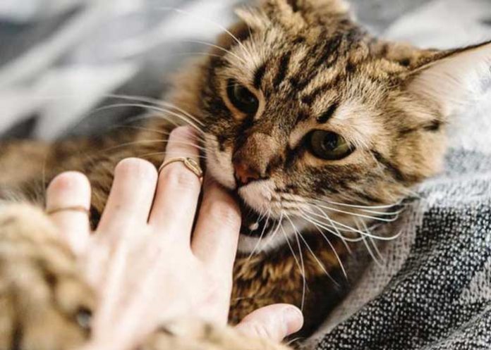 2 Ciencia: Hombre mordido por gato callejero contrae una infección desconocida