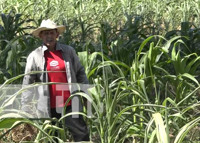 Productores de Jinotega con altas expectativas en cosecha de primera en frijoles