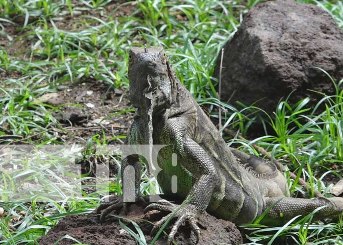 Un nuevo zoo criadero de garrobos negros fue inaugurado en Nandaime