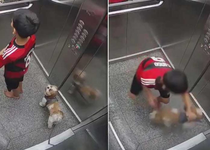 Viral: Niño de 11 años salva a su perrita de morir ahorcada en el ascensor