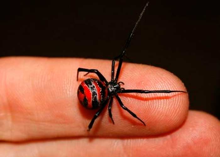 Cipote quería convertirse en "Hombre araña" y se deja picar por una viuda negra