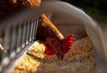 Libre de influenza aviar se declara el país de Argentina