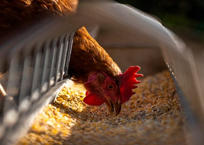 Libre de influenza aviar se declara el país de Argentina