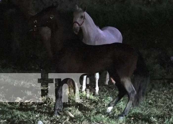 ¡Por caballo! equino en Managua ataca brutalmente a sujeto que intentó tocarlo