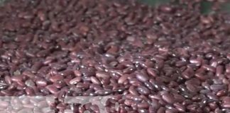 Productores de Jinotega con altas expectativas en cosecha de primera en frijoles