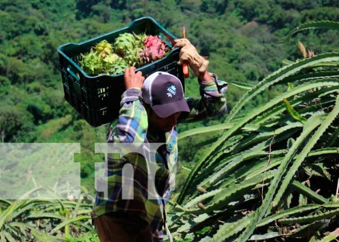 Foto: ¡La pitahaya! uno de los frutos con mayor demanda en la Concepción/TN8