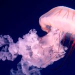 Científicos encuentran fósiles de las primeras medusas nadadoras