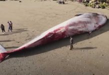 Foto: Un gigantesca ballena azul fue encontrada en una playa del sur de Chile, las autoridades se encuenteran realizando las investigaciones / Cortesía
