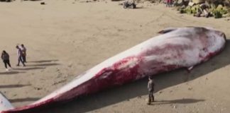 Foto: Un gigantesca ballena azul fue encontrada en una playa del sur de Chile, las autoridades se encuenteran realizando las investigaciones / Cortesía