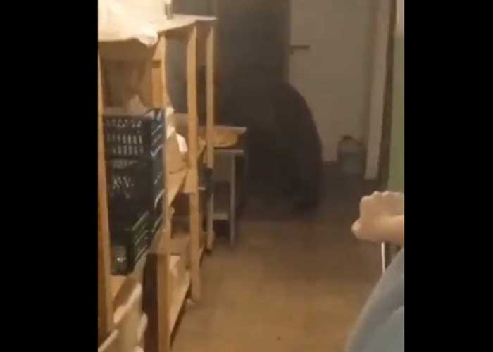 Foto: ¡Comelón! Un oso entra a una panadería y devora 125 empanadas, dejando con la boca abierta a las empleadas del lugar al ver la hazaña / Cortesía. 