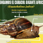 Nicaragua intercepta ejemplar de caracol gigante africano