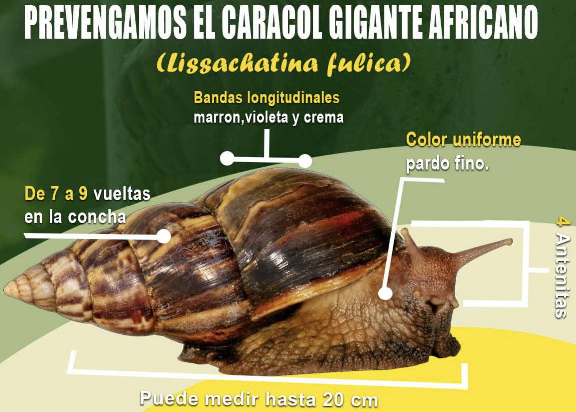 Nicaragua intercepta ejemplar de caracol gigante africano
