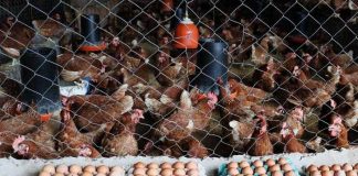 Foto: Avances de producción de carne de pollo y huevo Enero-Junio 2023/cortesía