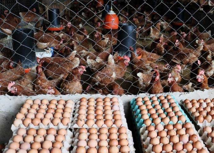 Foto: Avances de producción de carne de pollo y huevo Enero-Junio 2023/cortesía