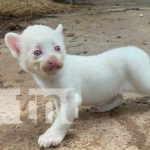 Foto: Puma blanco nace en Juigalpa / TN8