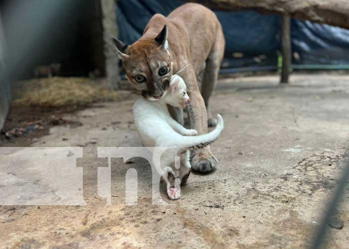 Foto: Puma blanco nace en Juigalpa / TN8