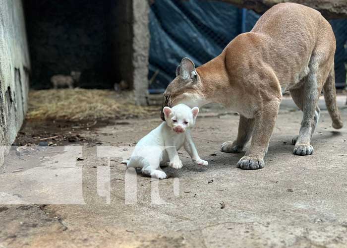 Foto: Puma blanco nace en Juigalpa / TN8