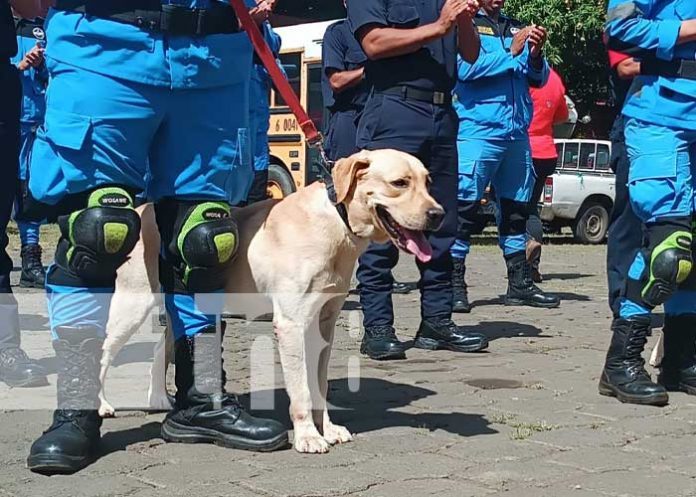 Foto: Curso de rescate con perros para los bomberos de Nicaragua / TN8