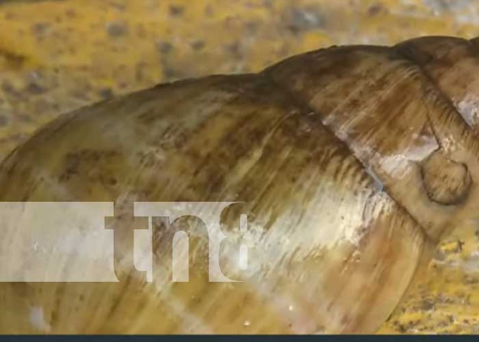 Foto: Caracol gigante africano en Nicaragua / TN8