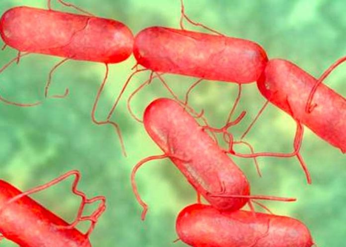 Muertos e infectados en la Florida por inusual bacteria
