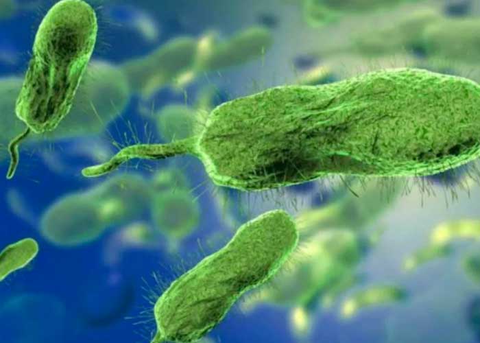 Muertos e infectados en la Florida por inusual bacteria