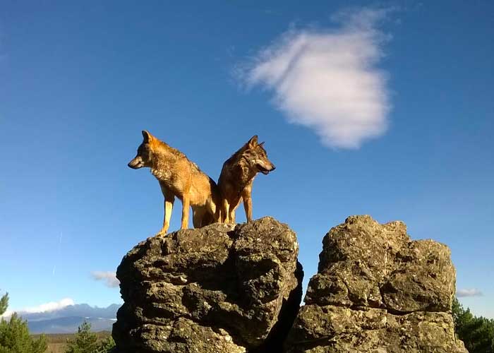 El lobo se ha extinguido en el sur de España