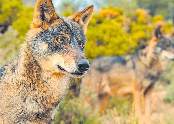 El lobo se ha extinguido en el sur de España