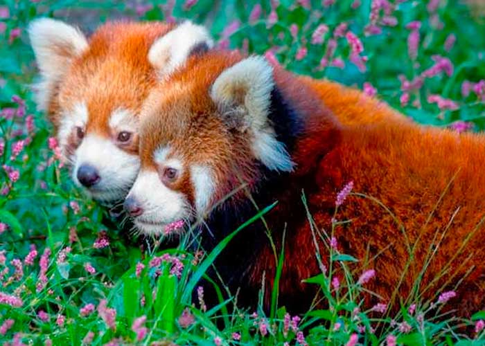 Nacen dos pandas rojos en Francia