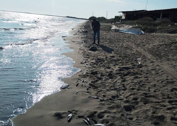 Foto: Peces muertos en playa de México