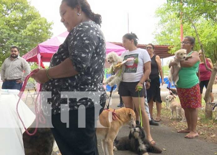 Foto: Jornada de vacunación contra la rabia para canes en Managua / TN8