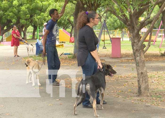 Foto: Jornada de vacunación contra la rabia para canes en Managua / TN8