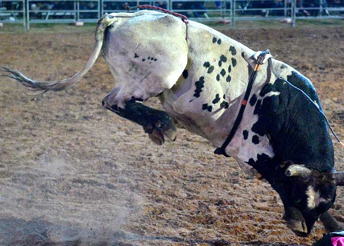  Muere tras ser embestido por un toro en Perú