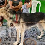 Foto: Vacuna contra la rabia canina en Chinandega / TN8