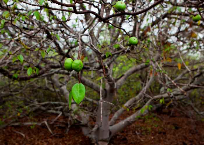 Foto: ¡Frutos letales! Intoxicados por comer del "árbol de la muerte" en Colombia/Cortesía 
