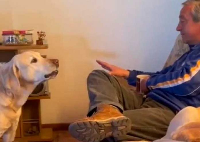 Foto: bandido perrito quita a su dueño del sillón para tomar su lugar / cortesía