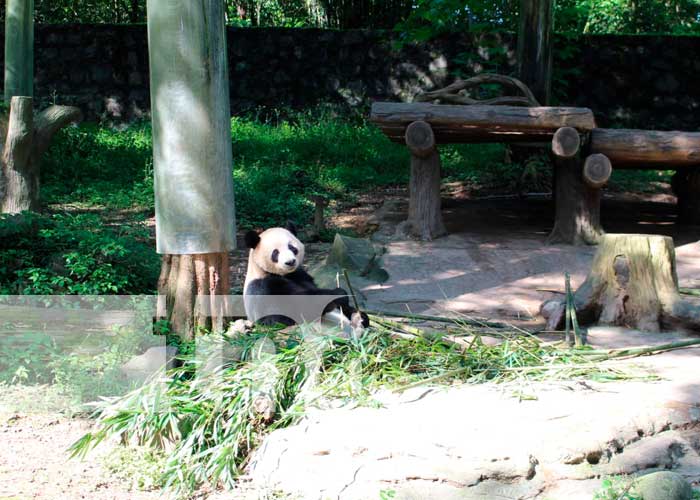 Foto: ¡Adorables y encantadores! Oso Panda-Tesoro Nacional de China/TN8