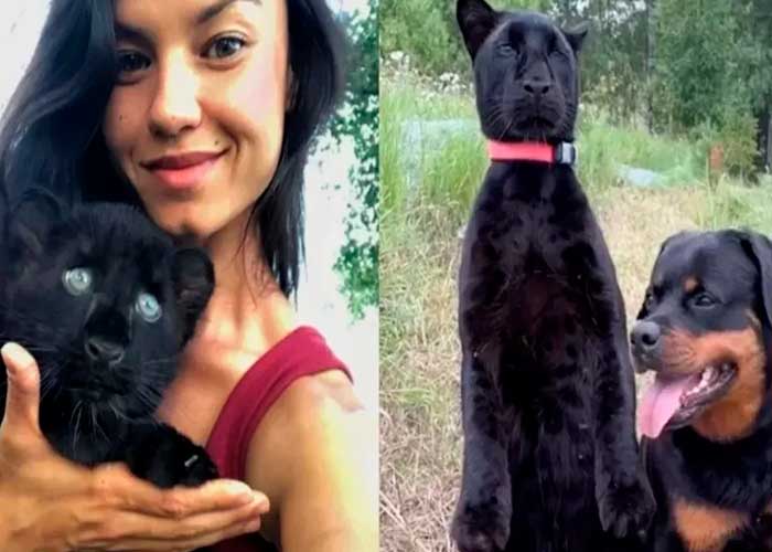 Mujer rescata a un 'Gatito' y descubre que es una pantera negra (video)