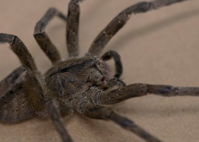 ¿Te cuesta ponerte cañón? Aquí está la solución "gel de araña venenosa"