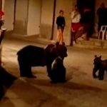 Sin piedad: Dispara a osa parda frente a sus crías en Italia