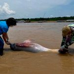 Descubren cientos de delfines del Amazonas sin vida en Brasil