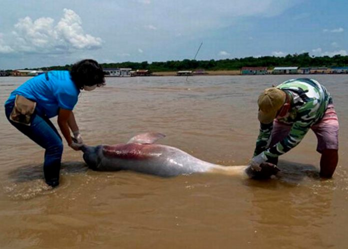 Descubren cientos de delfines del Amazonas sin vida en Brasil