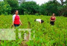 Fotos: Diversificación de Cultivos: Clave para la resiliencia agrícola y la seguridad alimentaria / TN8