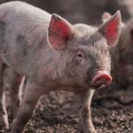 Sacrifican decenas de miles de cerdos en Italia