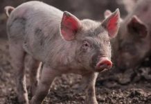 Sacrifican decenas de miles de cerdos en Italia