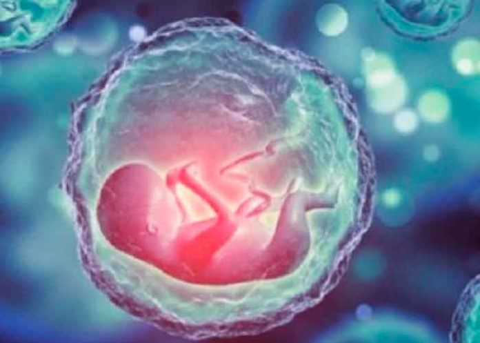 Foto: Tabú religioso roto: Modelos de embriones humanos sin necesidad de tener sexo