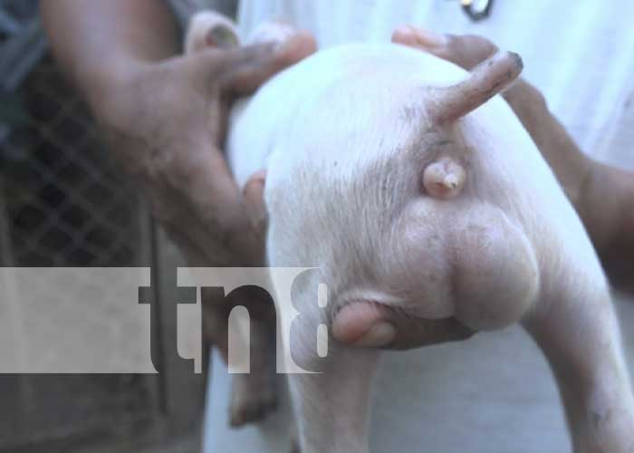 Foto: Cerdo con hermafroditismo en la Isla de Ometepe / TN8