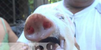 Foto: Cerdo con hermafroditismo en la Isla de Ometepe / TN8