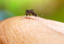 Foto: Dengue en alerta para República Dominicana