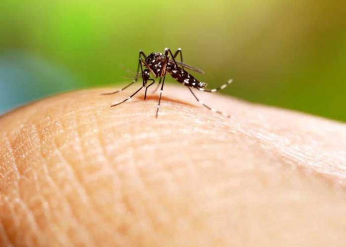 Foto: Dengue en alerta para República Dominicana