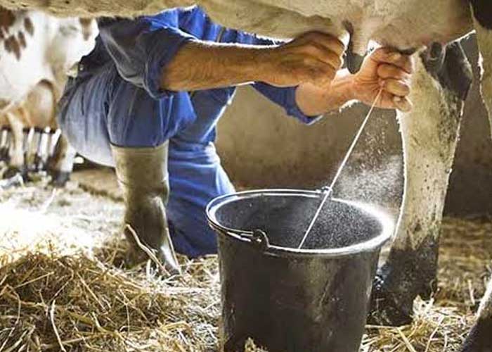 Producción de leche muestra excelentes resultados en el segundo cuatrimestre